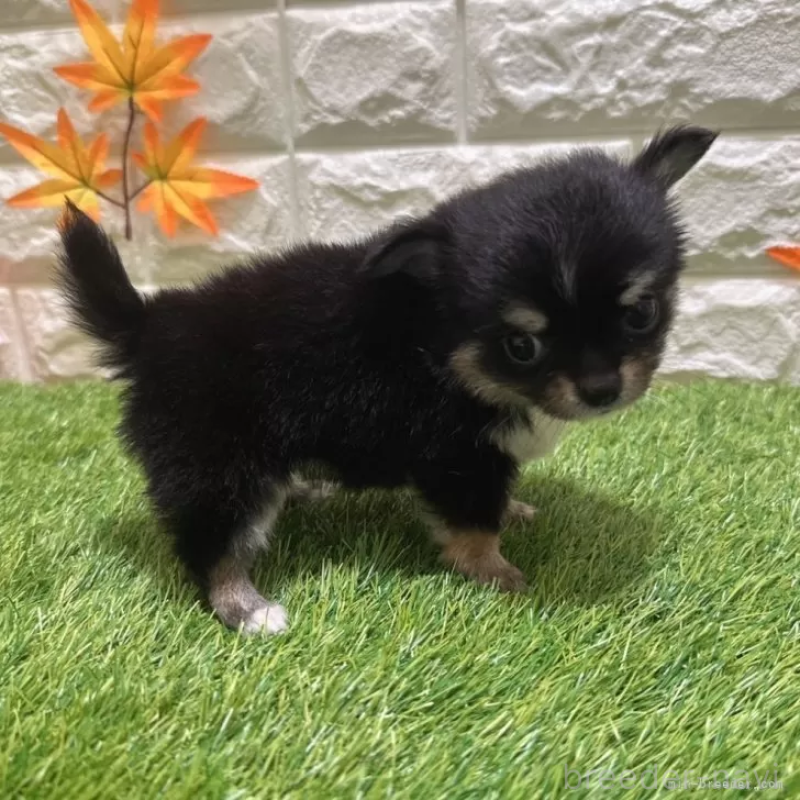 成約済の愛知県のチワワ(ロングコート)-403882の5枚目