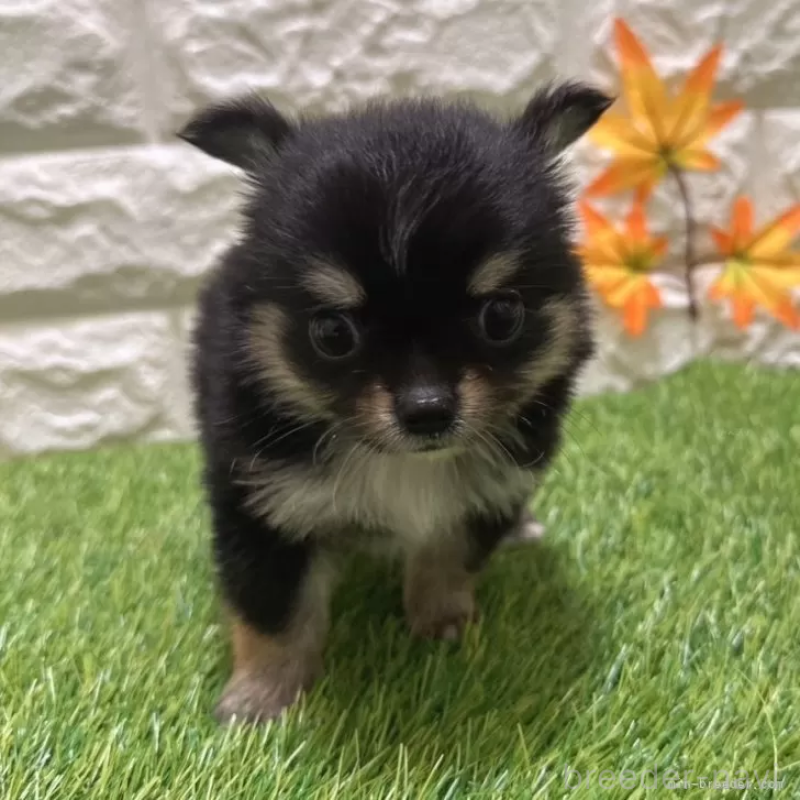 成約済の愛知県のチワワ(ロングコート)-403882の3枚目