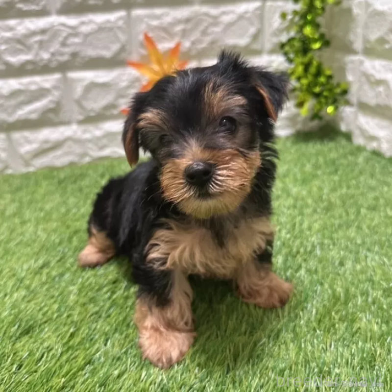 成約済の愛知県のヨークシャーテリア-402471の1枚目