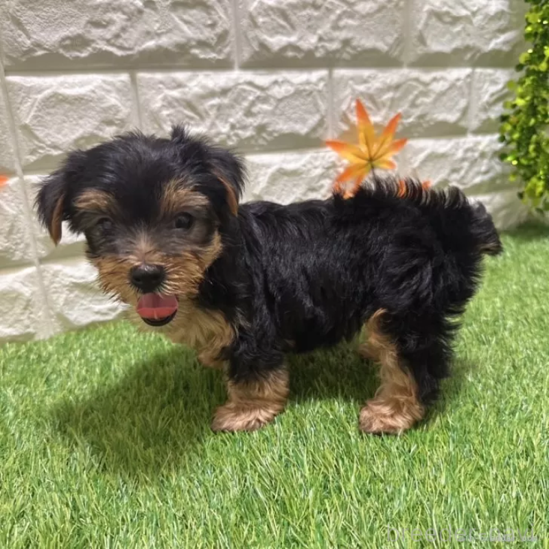 成約済の愛知県のヨークシャーテリア-402471の5枚目