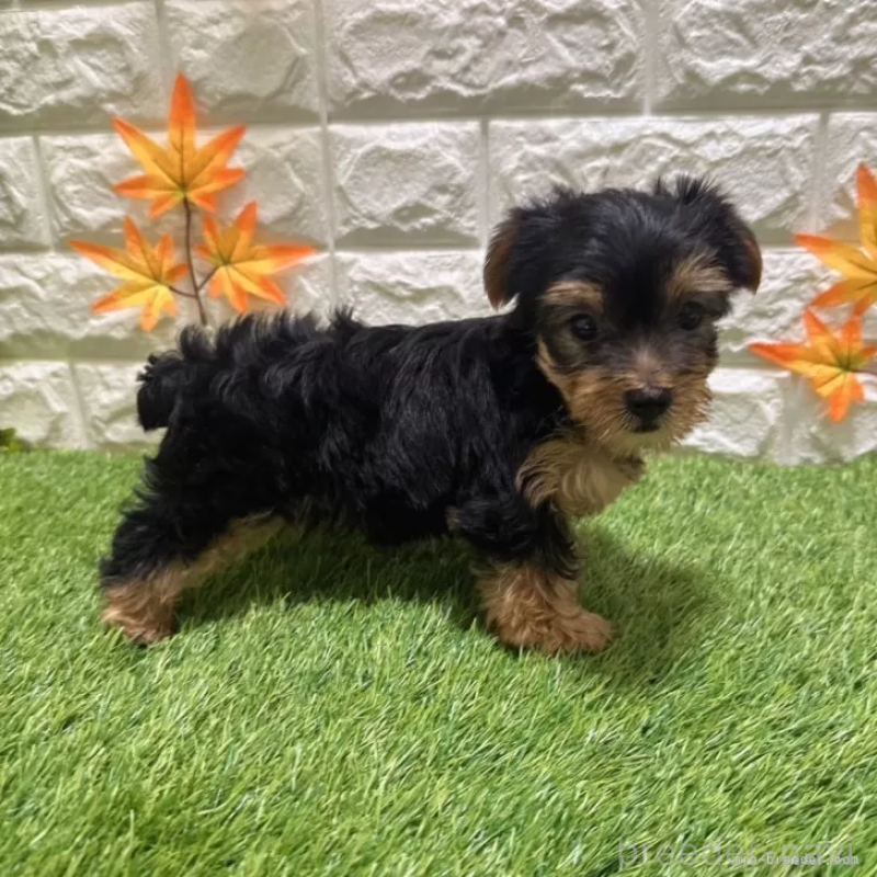 成約済の愛知県のヨークシャーテリア-402471の4枚目