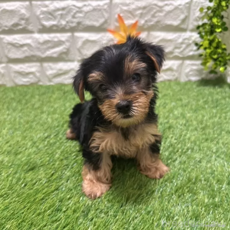 成約済の愛知県のヨークシャーテリア-402471の3枚目