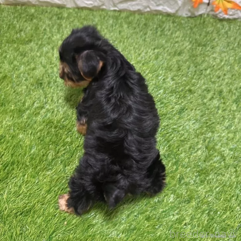 成約済の愛知県のヨークシャーテリア-402471の2枚目