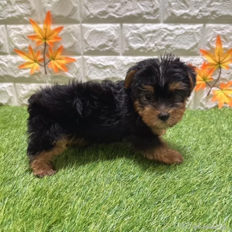 成約済の愛知県のヨークシャーテリア-402476の5枚目