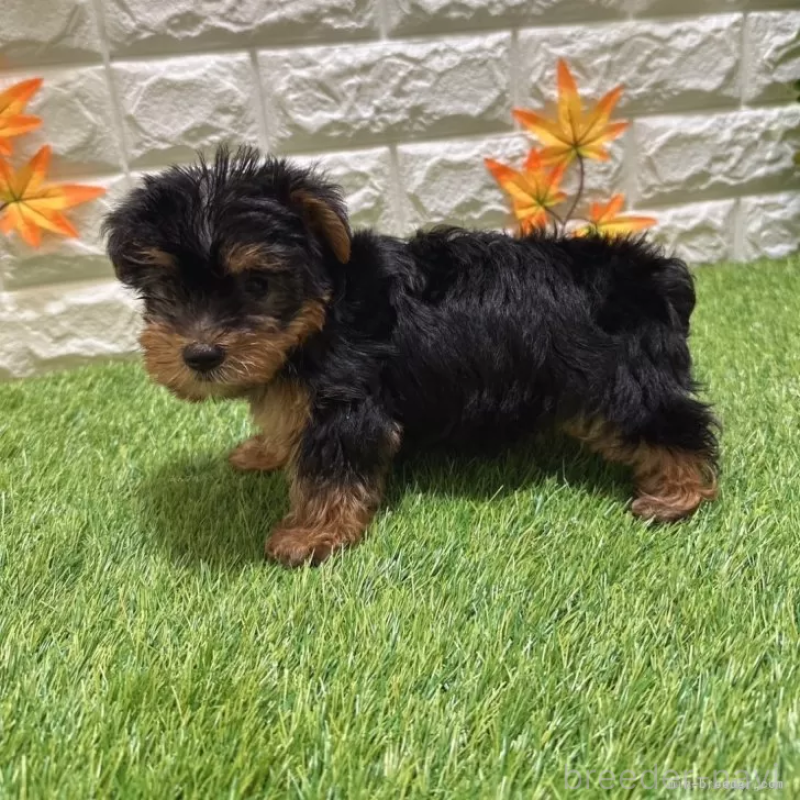 成約済の愛知県のヨークシャーテリア-402476の4枚目