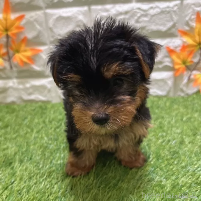 成約済の愛知県のヨークシャーテリア-402476の3枚目