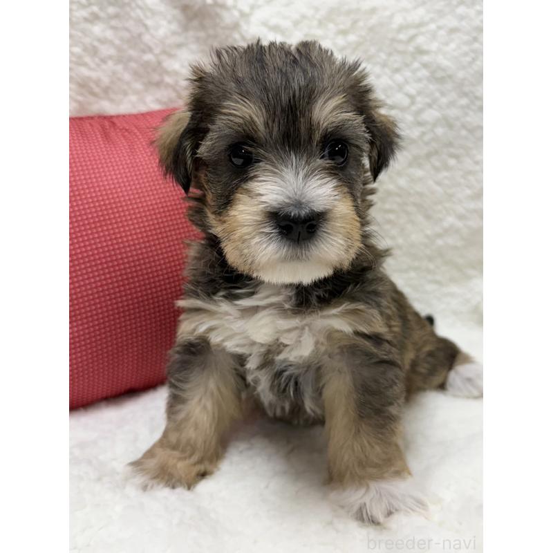 販売中の栃木県のミックス犬-406229