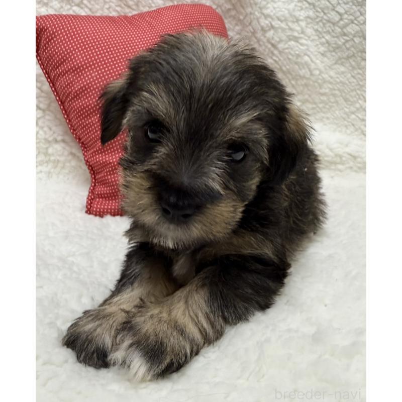 販売中の栃木県のミックス犬-406231