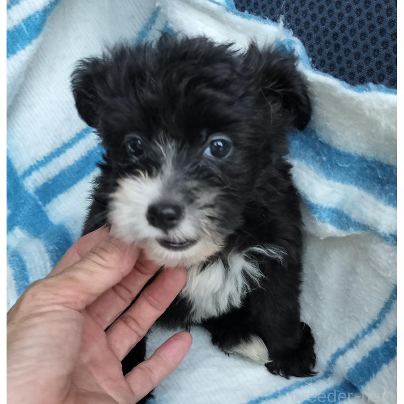 販売中の岐阜県のミックス犬-406233の2枚目