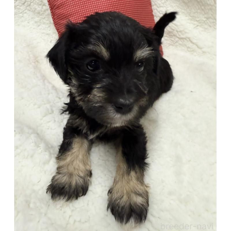 販売中の栃木県のミックス犬-406232