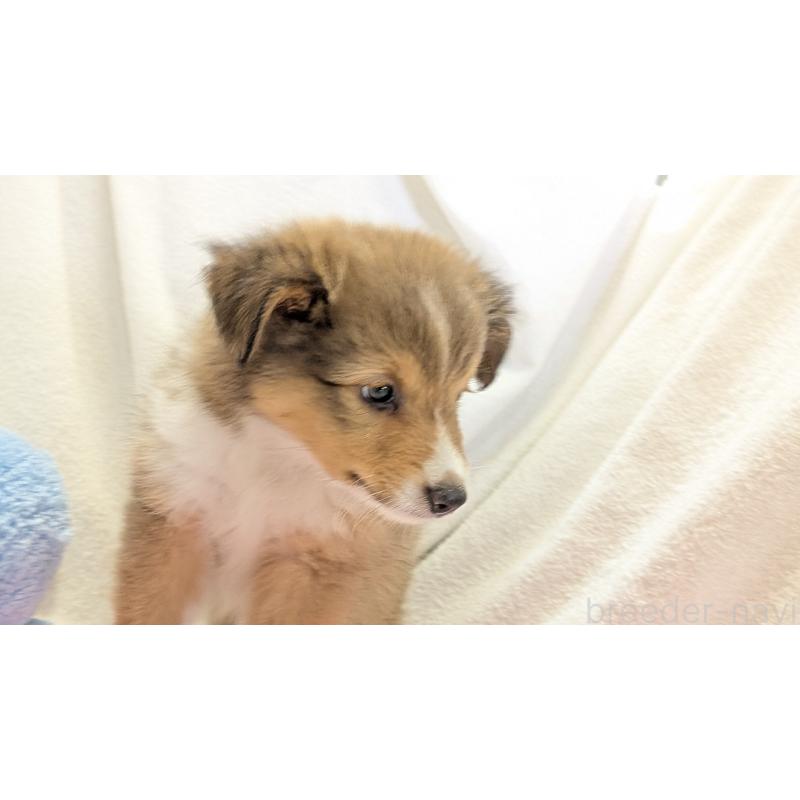 販売中の熊本県のシェットランドシープドッグ(シェルティ)-405829の4枚目