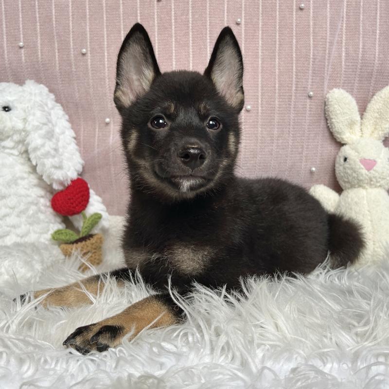 成約済の栃木県のミックス犬-401768の6枚目