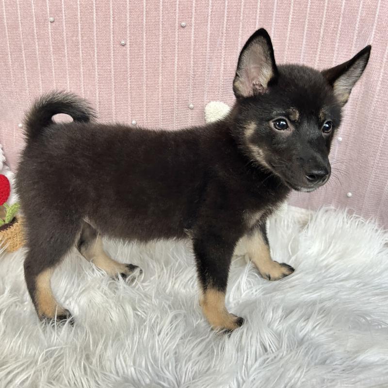 成約済の栃木県のミックス犬-401768の4枚目