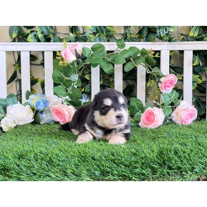 販売中の茨城県のアラスカンマラミュート-406255の2枚目
