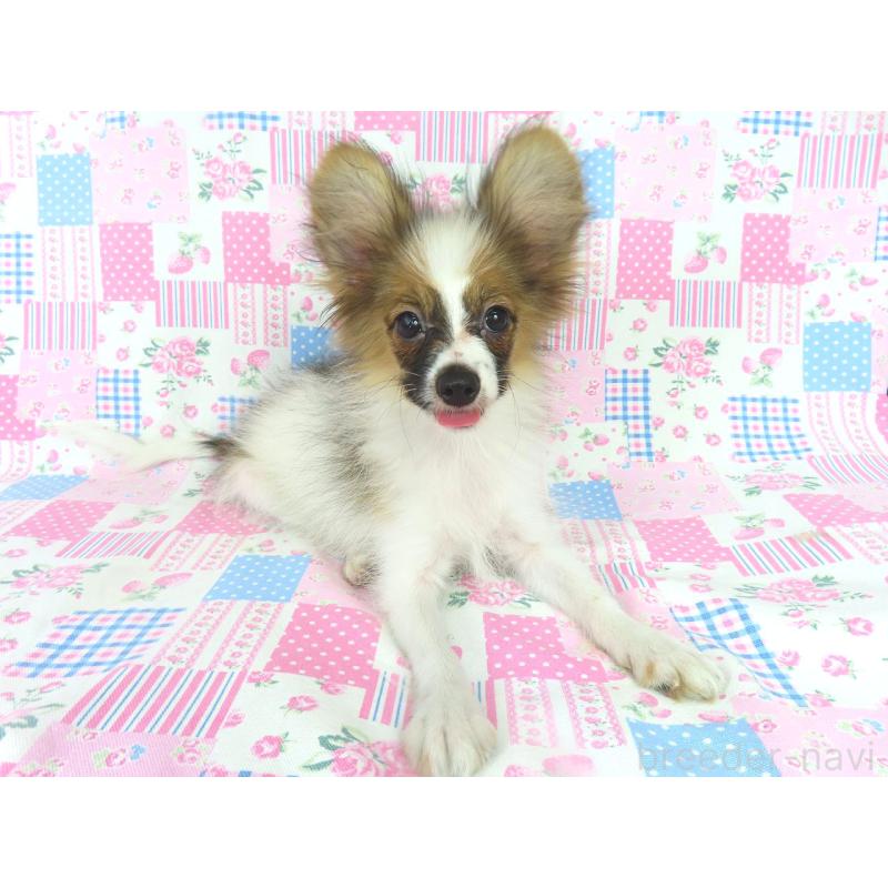 販売中の千葉県のパピヨン-388185の3枚目