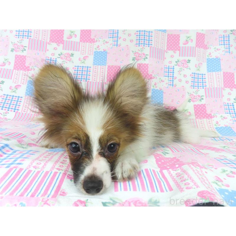 販売中の千葉県のパピヨン-388185の2枚目