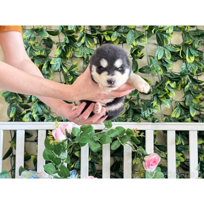販売中の茨城県のアラスカンマラミュート-406262の5枚目