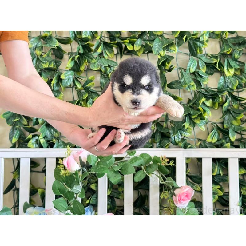 販売中の茨城県のアラスカンマラミュート-406262の4枚目