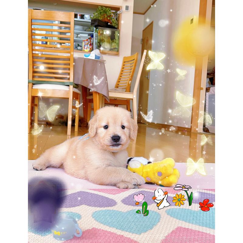 販売中の岐阜県のゴールデンレトリーバー-401412