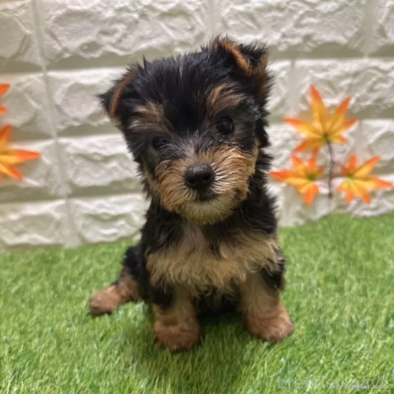 成約済の愛知県のヨークシャーテリア-402475の1枚目