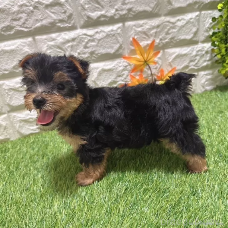 成約済の愛知県のヨークシャーテリア-402475の5枚目