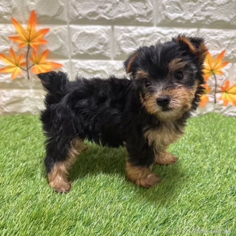 成約済の愛知県のヨークシャーテリア-402475の4枚目