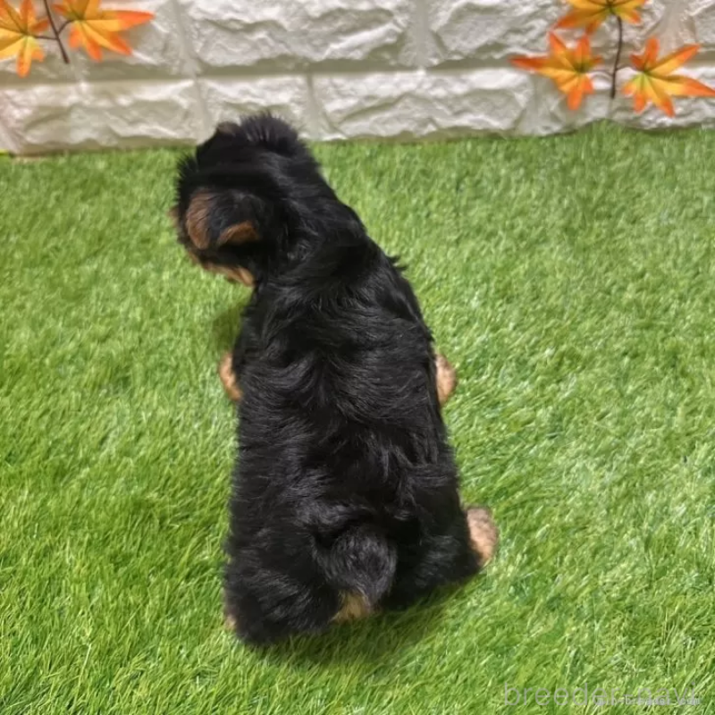 成約済の愛知県のヨークシャーテリア-402475の2枚目