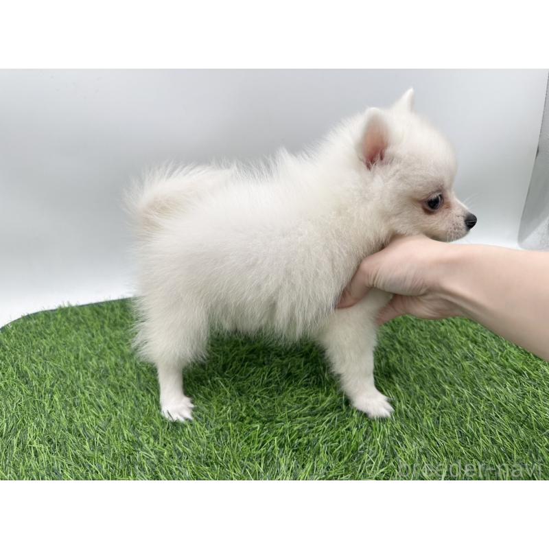 成約済の愛知県の日本スピッツ-402939の4枚目