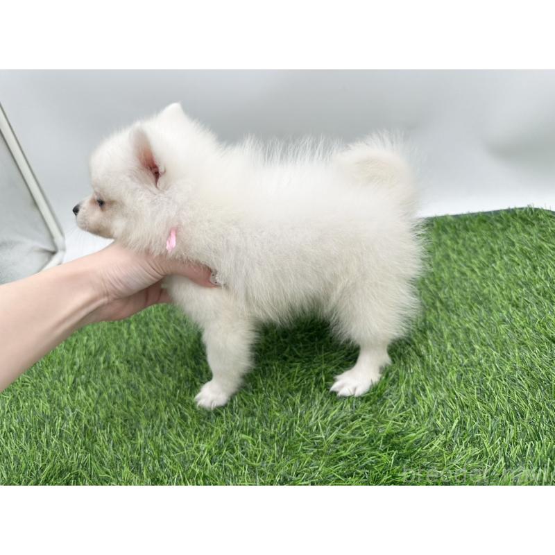 成約済の愛知県の日本スピッツ-402939の3枚目