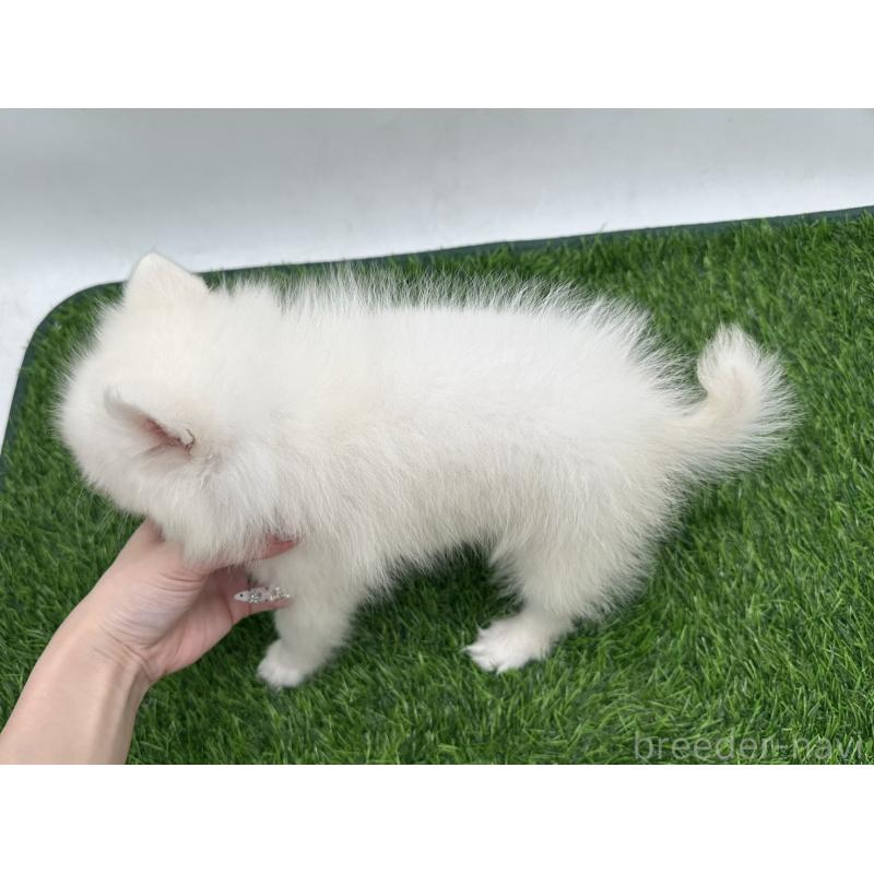 成約済の愛知県の日本スピッツ-402939の2枚目