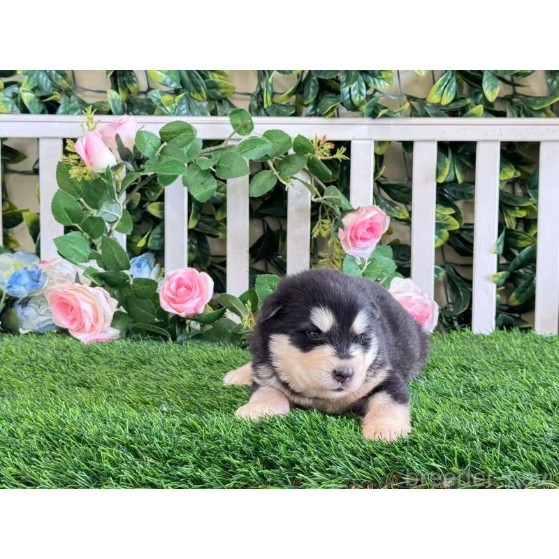 販売中の茨城県のアラスカンマラミュート-406265の4枚目