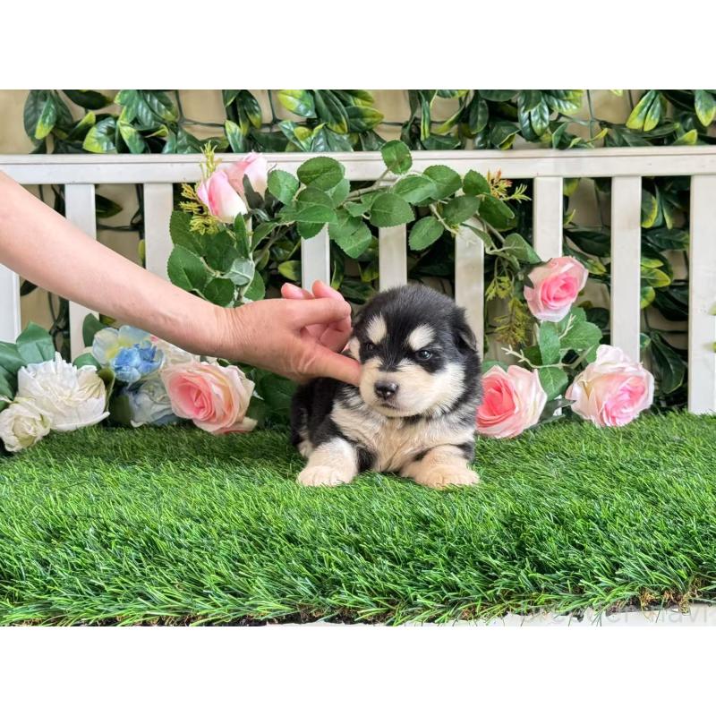 販売中の茨城県のアラスカンマラミュート-406265の2枚目