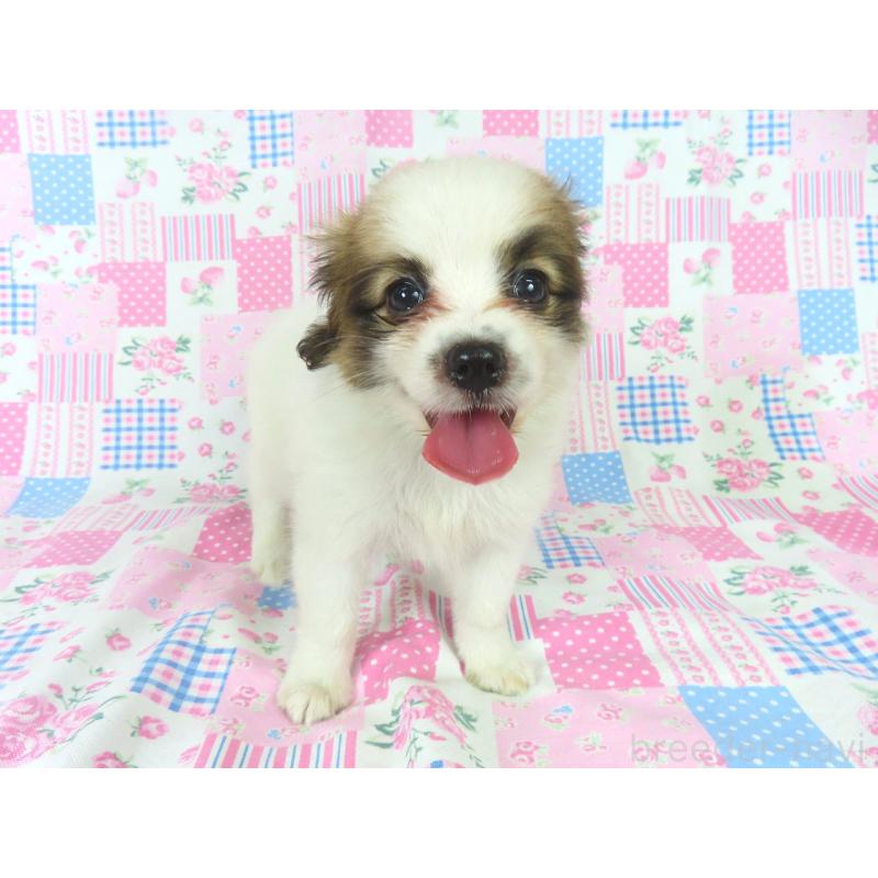 販売中の千葉県のパピヨン-400066の7枚目