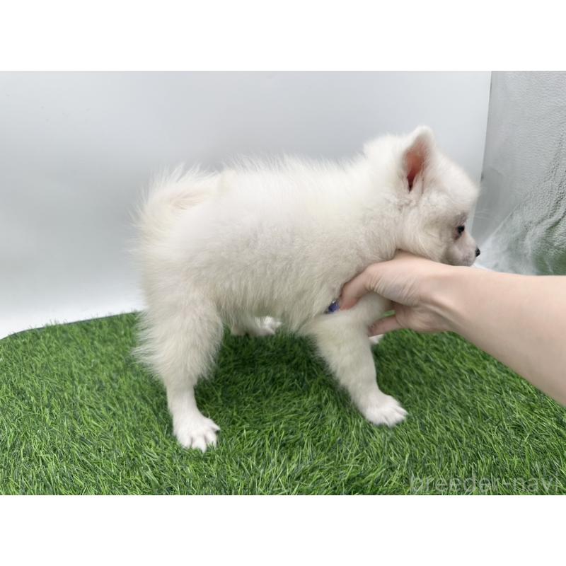 成約済の愛知県の日本スピッツ-402943の4枚目