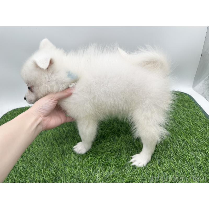 成約済の愛知県の日本スピッツ-402943の3枚目