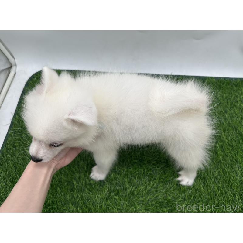 成約済の愛知県の日本スピッツ-402943の2枚目