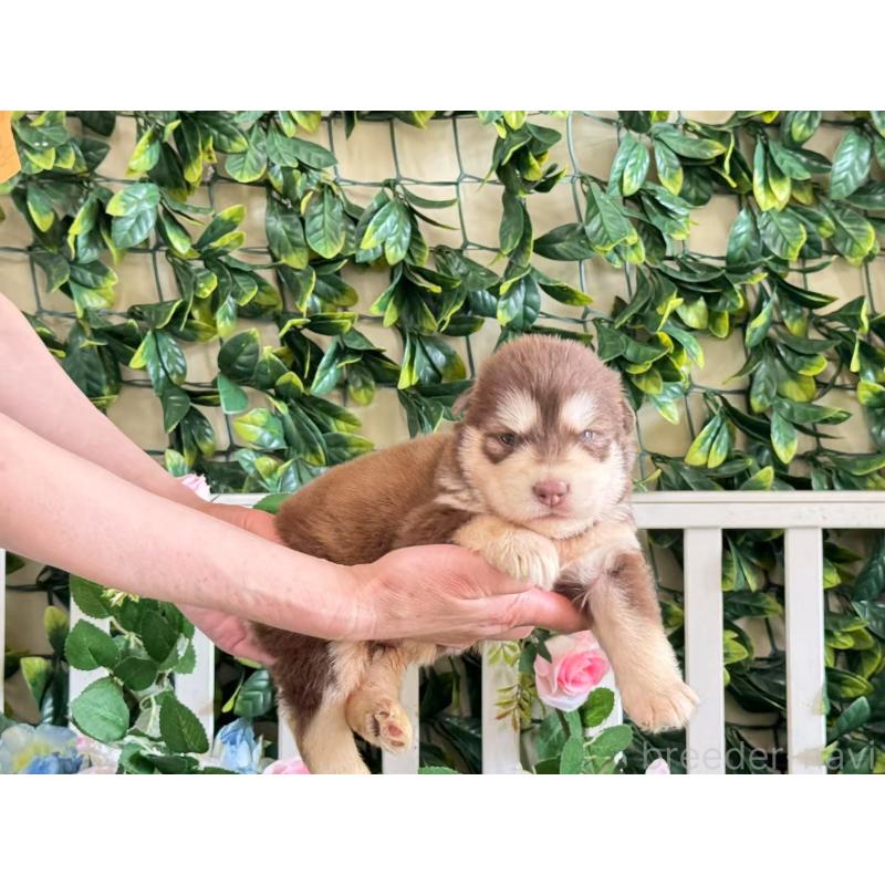 販売中の茨城県のアラスカンマラミュート-406269の2枚目