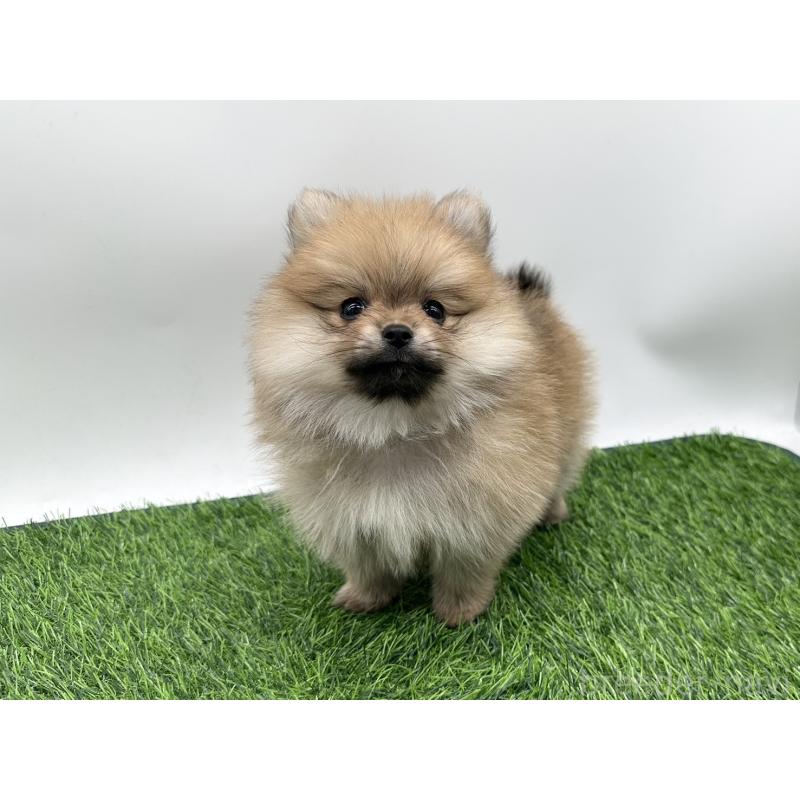 成約済の愛知県のポメラニアン-403122