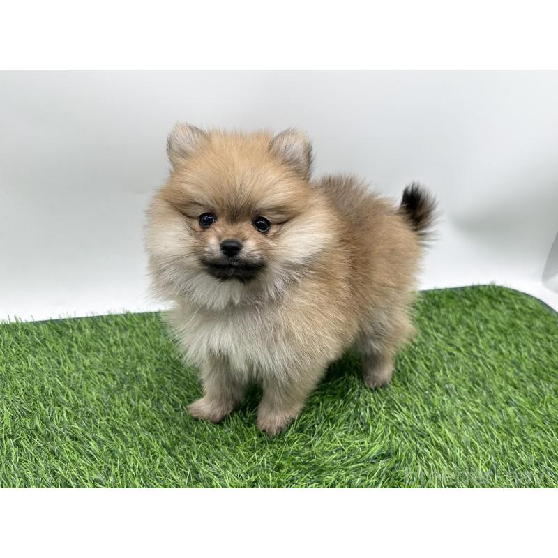 成約済の愛知県のポメラニアン-403122の5枚目