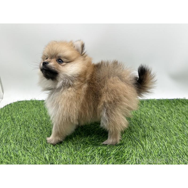 成約済の愛知県のポメラニアン-403122の4枚目