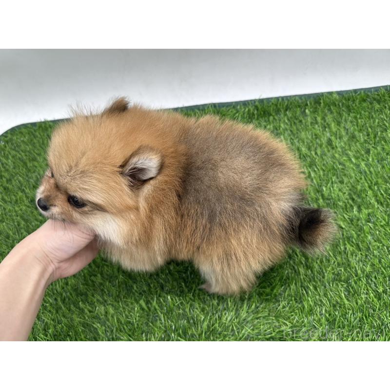 成約済の愛知県のポメラニアン-403122の3枚目