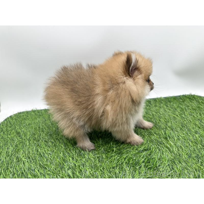 成約済の愛知県のポメラニアン-403122の2枚目