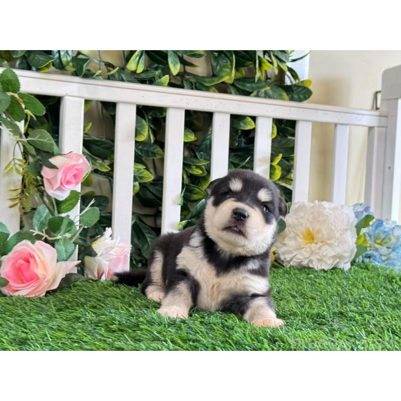 販売中の茨城県のアラスカンマラミュート-406274の5枚目