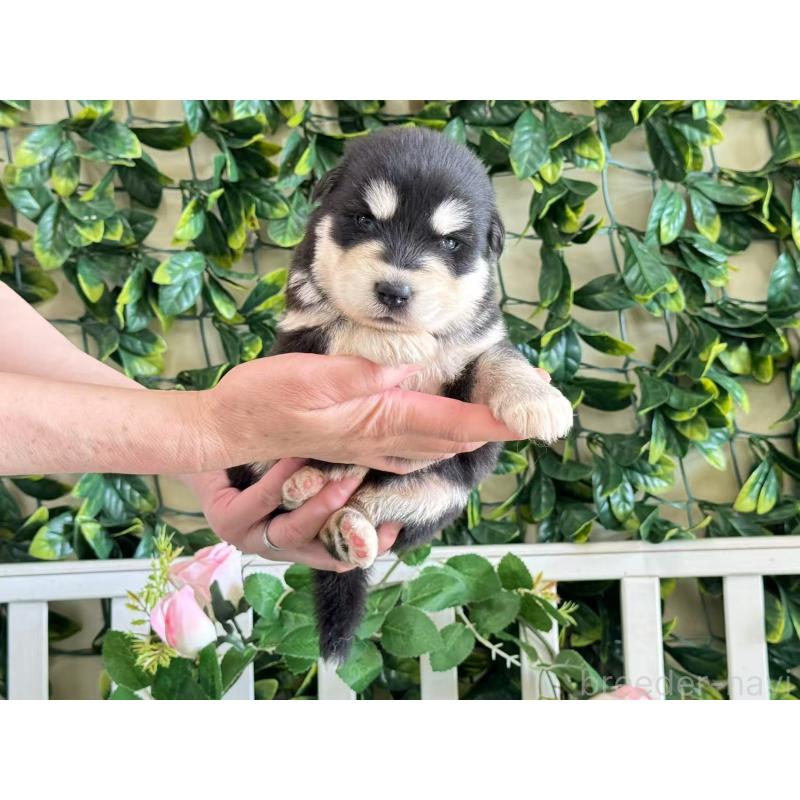 販売中の茨城県のアラスカンマラミュート-406274の4枚目