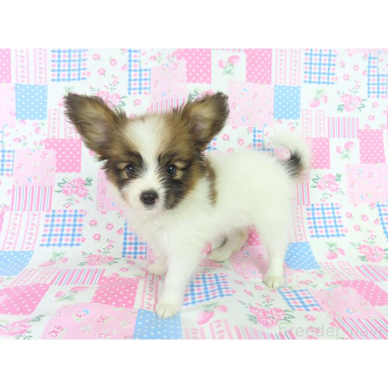 販売中の千葉県のパピヨン-400075の9枚目