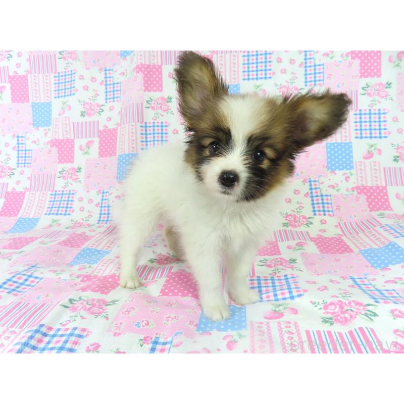 販売中の千葉県のパピヨン-400075の7枚目