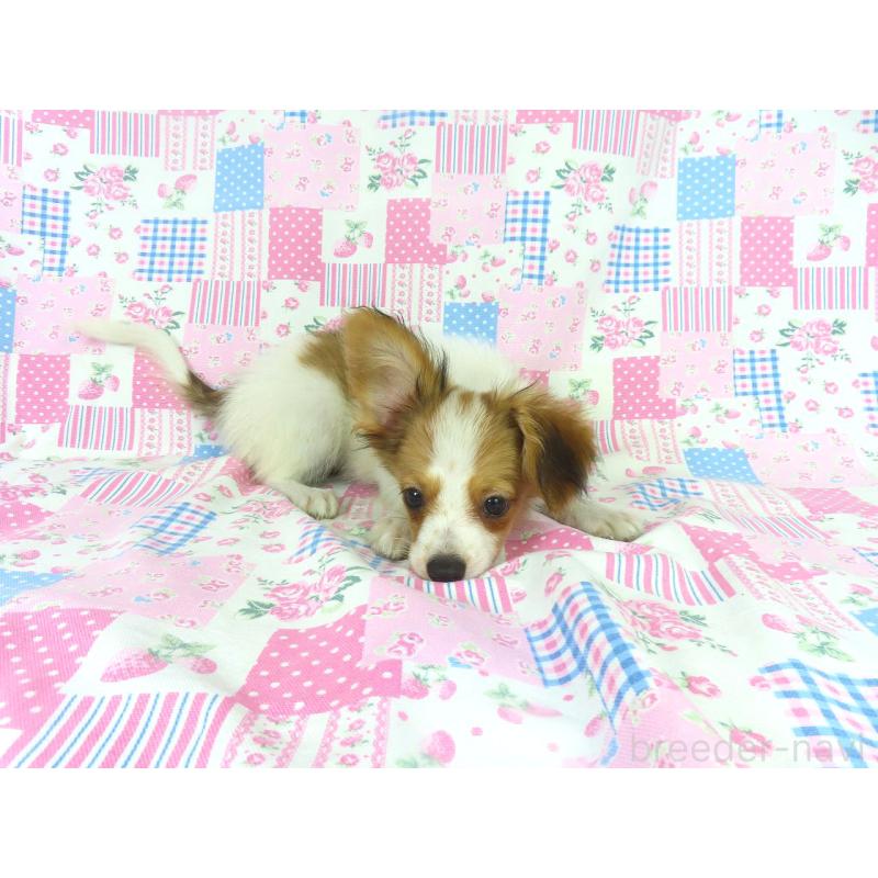 販売中の千葉県のパピヨン-389310の9枚目