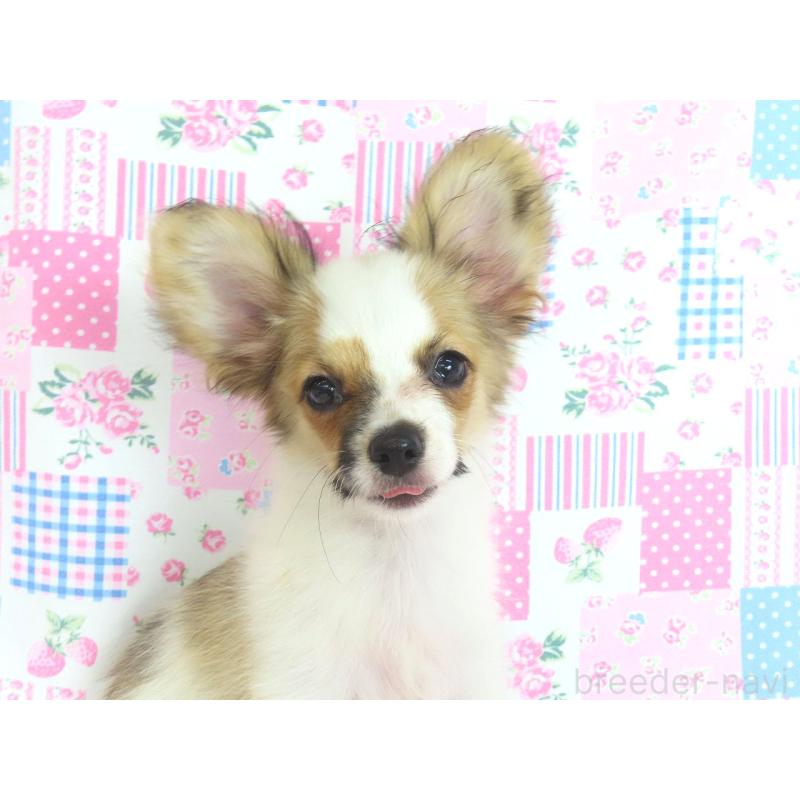 販売中の千葉県のパピヨン-389372の9枚目