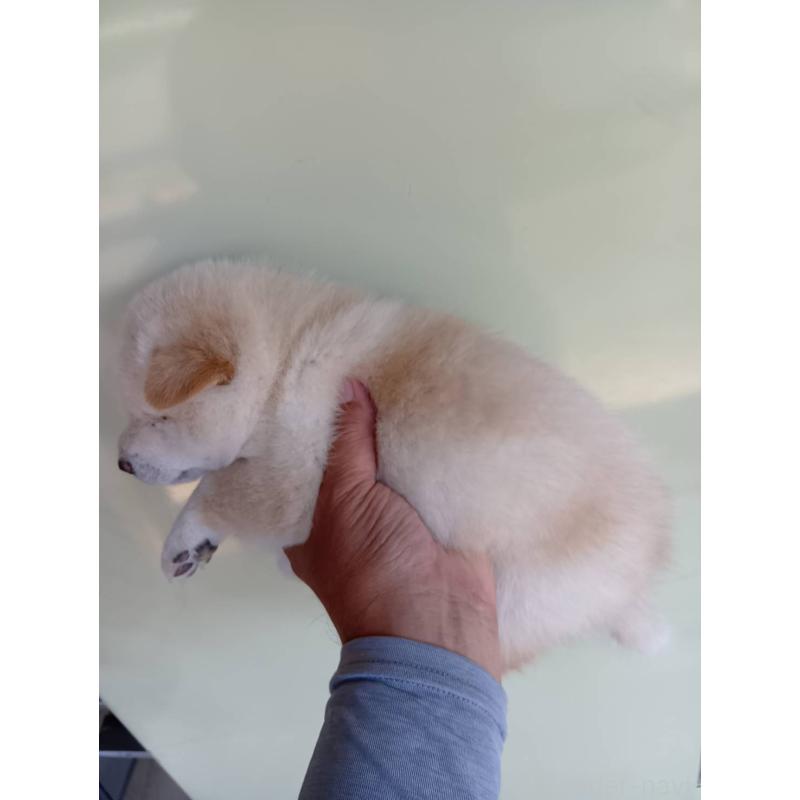 販売中の山口県の柴犬-406283の2枚目