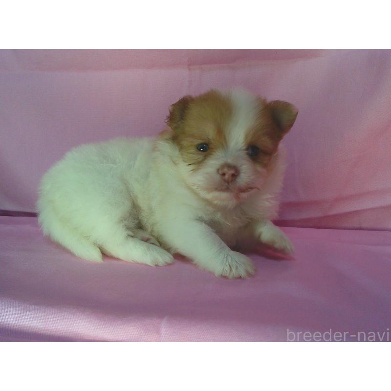 販売中の茨城県のミックス犬-405012